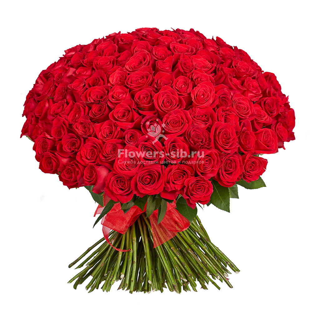 BOUQUET OF 151 ROSES